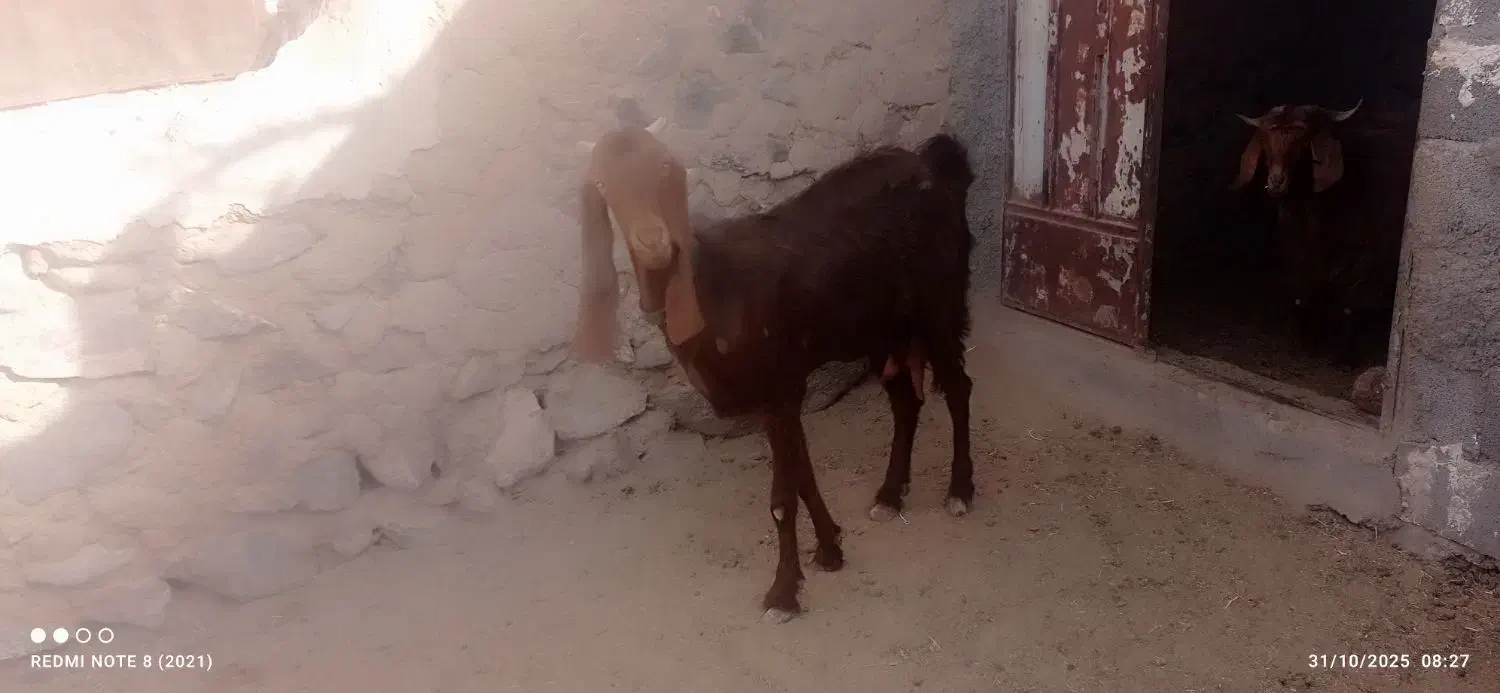 بز پاکستانی اصل سه قلوزا|حیوانات مزرعه|زهان, |دیوار