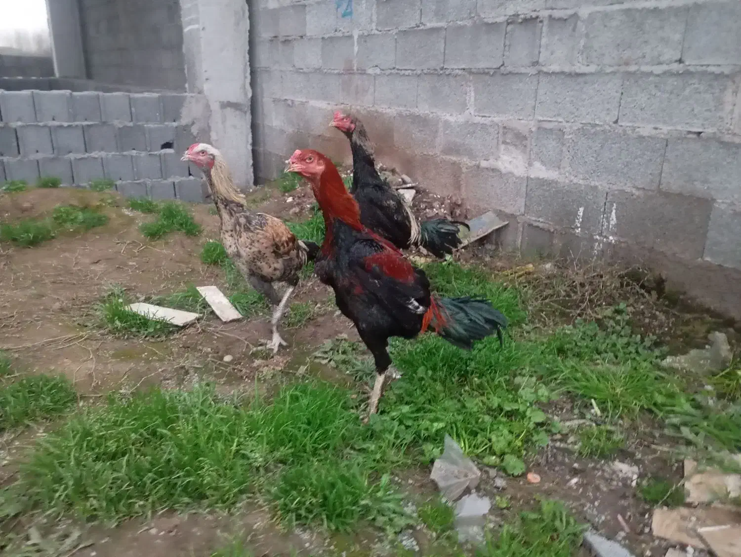 خروس لاری|حیوانات مزرعه|زیباکنار, |دیوار