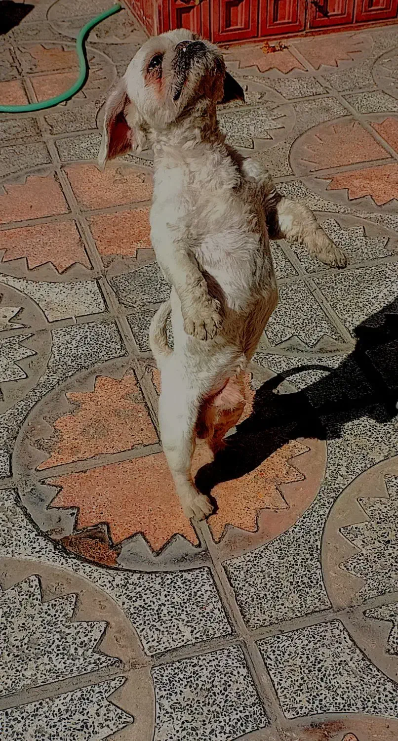 سگ پیکنیز|سگ|نهاوند, |دیوار