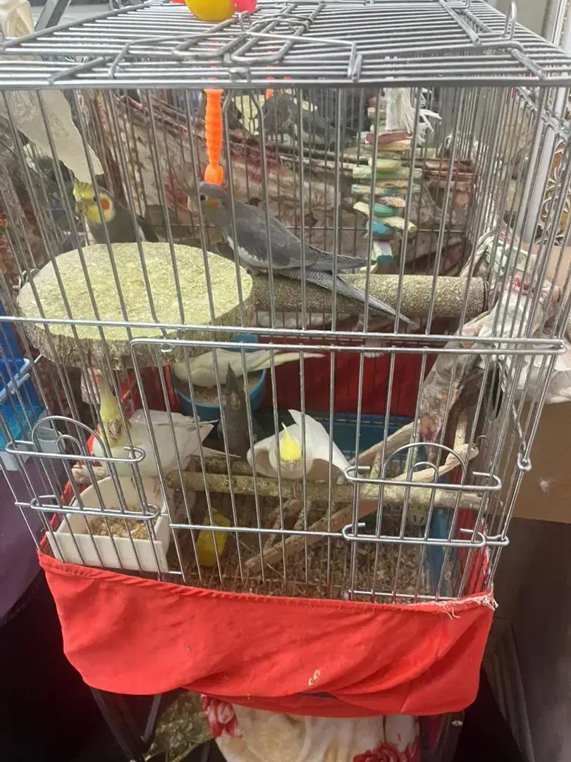 عروس هلندی مولد به همراه بچه هاش|پرنده|تهران, اتابک|دیوار