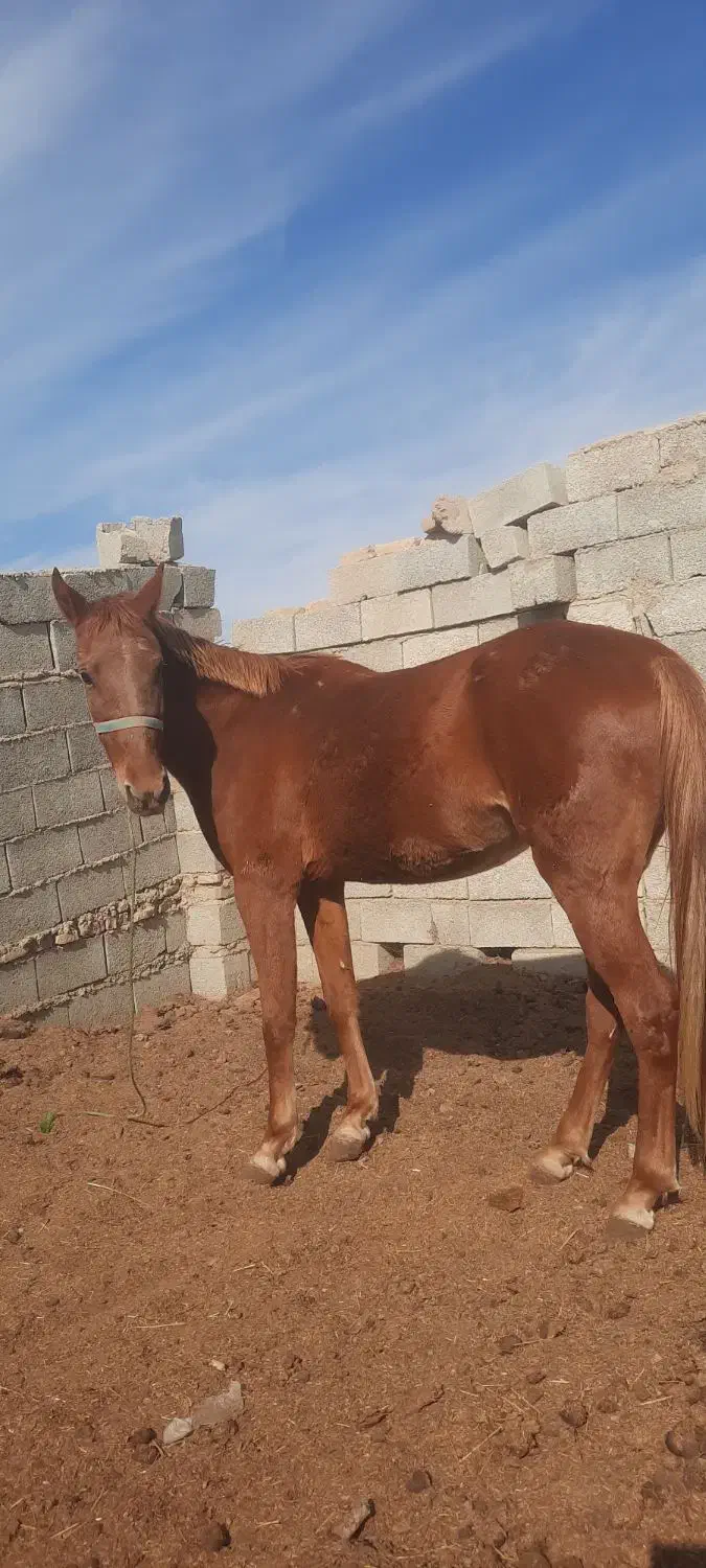 مادیان ۳ساله سرحال|اسب و تجهیزات اسبسواری|گنبد کاووس, |دیوار
