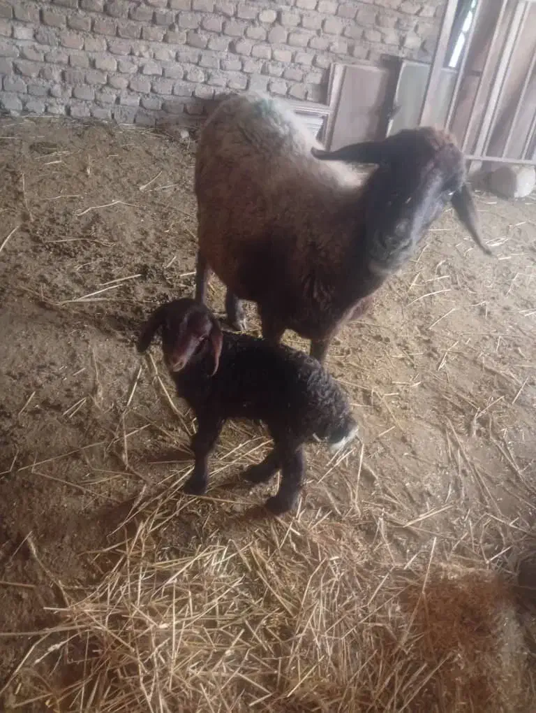 گوسفند|حیوانات مزرعه|گالیکش, |دیوار