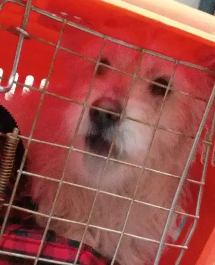 سگ بوبی|سگ|مشگین شهر, |دیوار