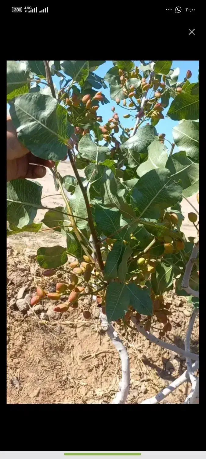 ۱هکتار باغ پسته ۱۰ساله فنس کشیده با ۲ساعت اب|فروش دفتر صنعتی، کشاورزی، تجاری|تربت جام, جامرود|دیوار