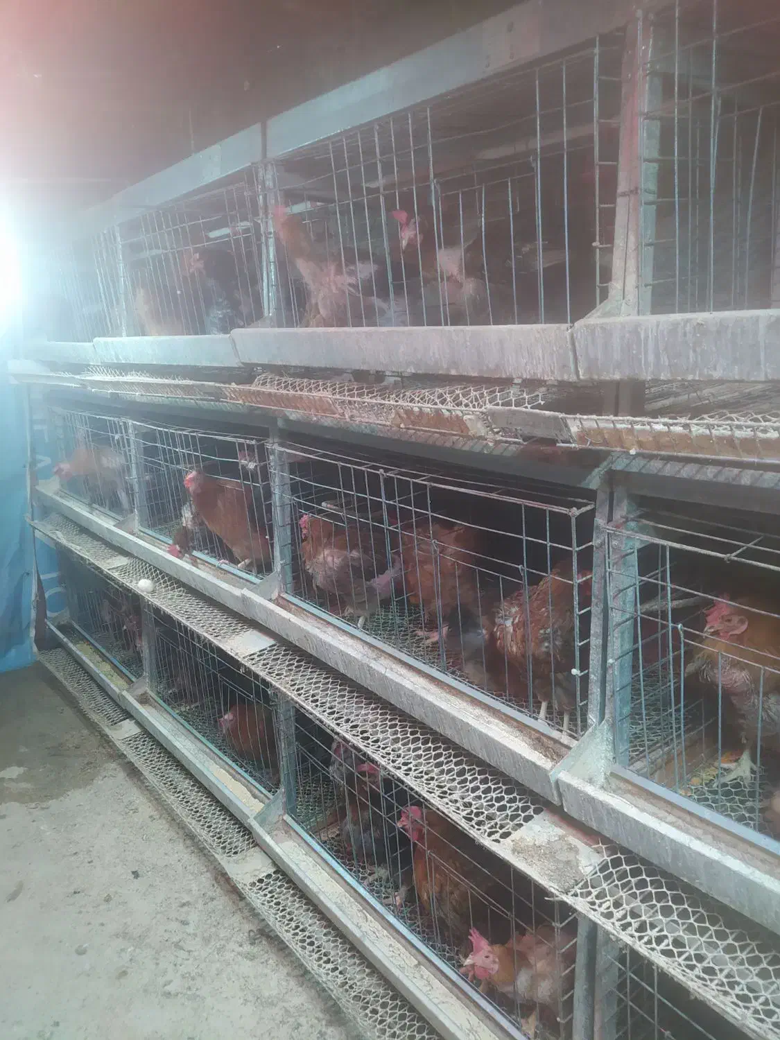 قفس مرغ تخم گذار9تاقفس120/200|لوازم جانبی حیوانات|فرمهین, |دیوار