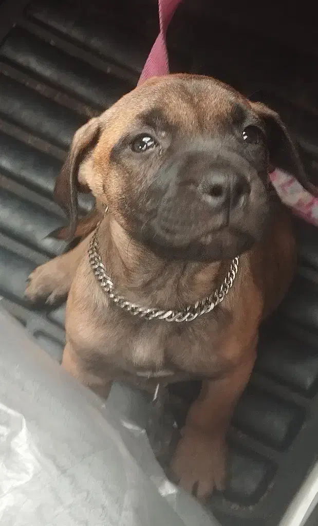 واگذاری سگ پیت بول|سگ|رشت, سلیمانداراب|دیوار