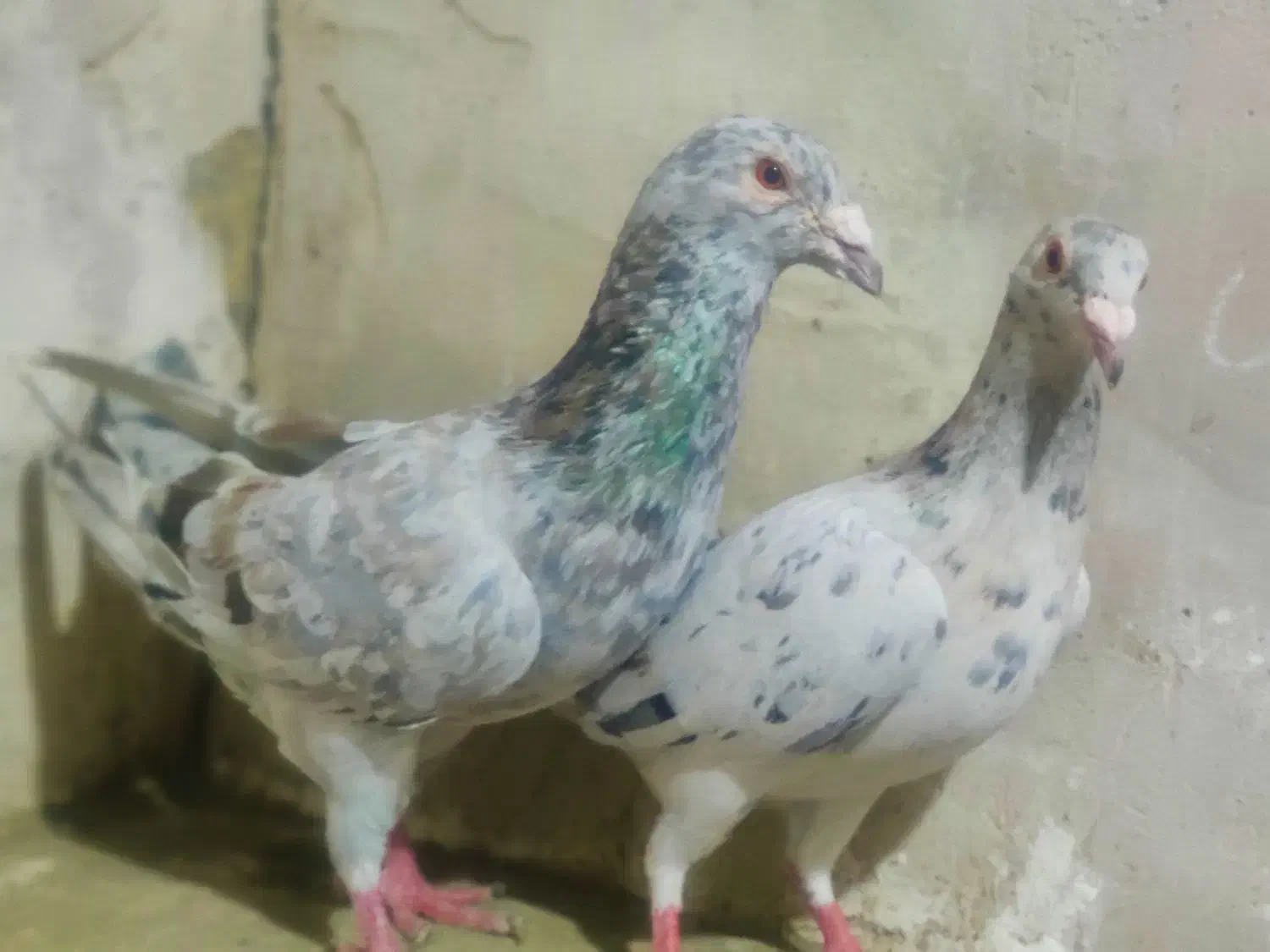 سار هفت رنگ خطی|پرنده|تربت‌حیدریه, اندیشه|دیوار