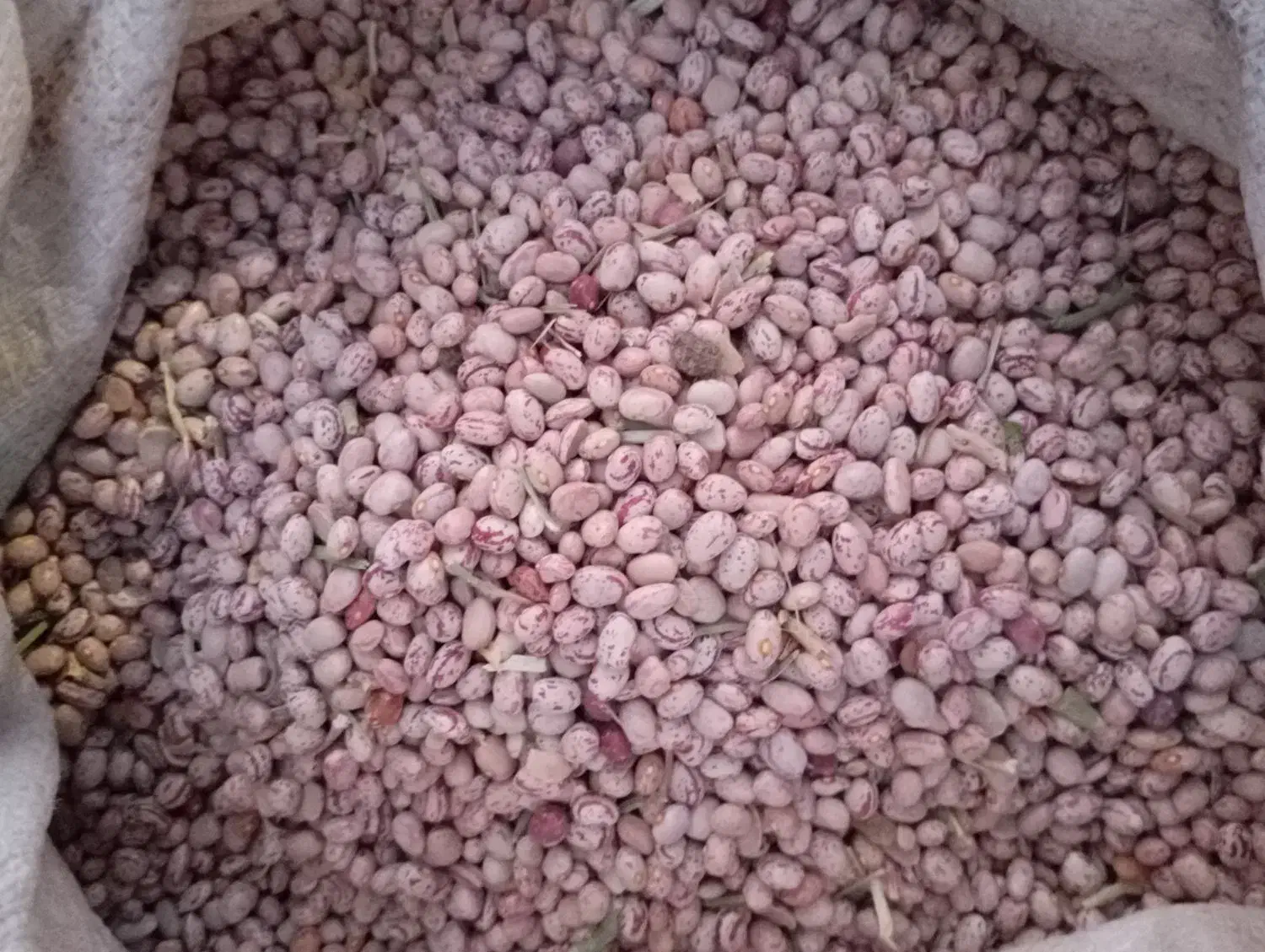 لوبیا چیتی|خوردنی و آشامیدنی|خاوه, |دیوار