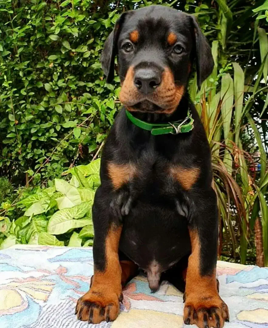 توله دوبرمن اروپایی نر و ماده (فی۳۵م)|سگ|تهران, جنتآباد مرکزی|دیوار