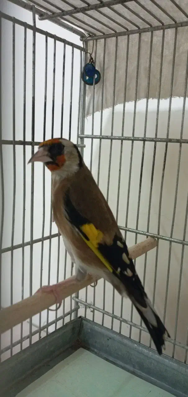 سهره|پرنده|تهران, فلاح|دیوار