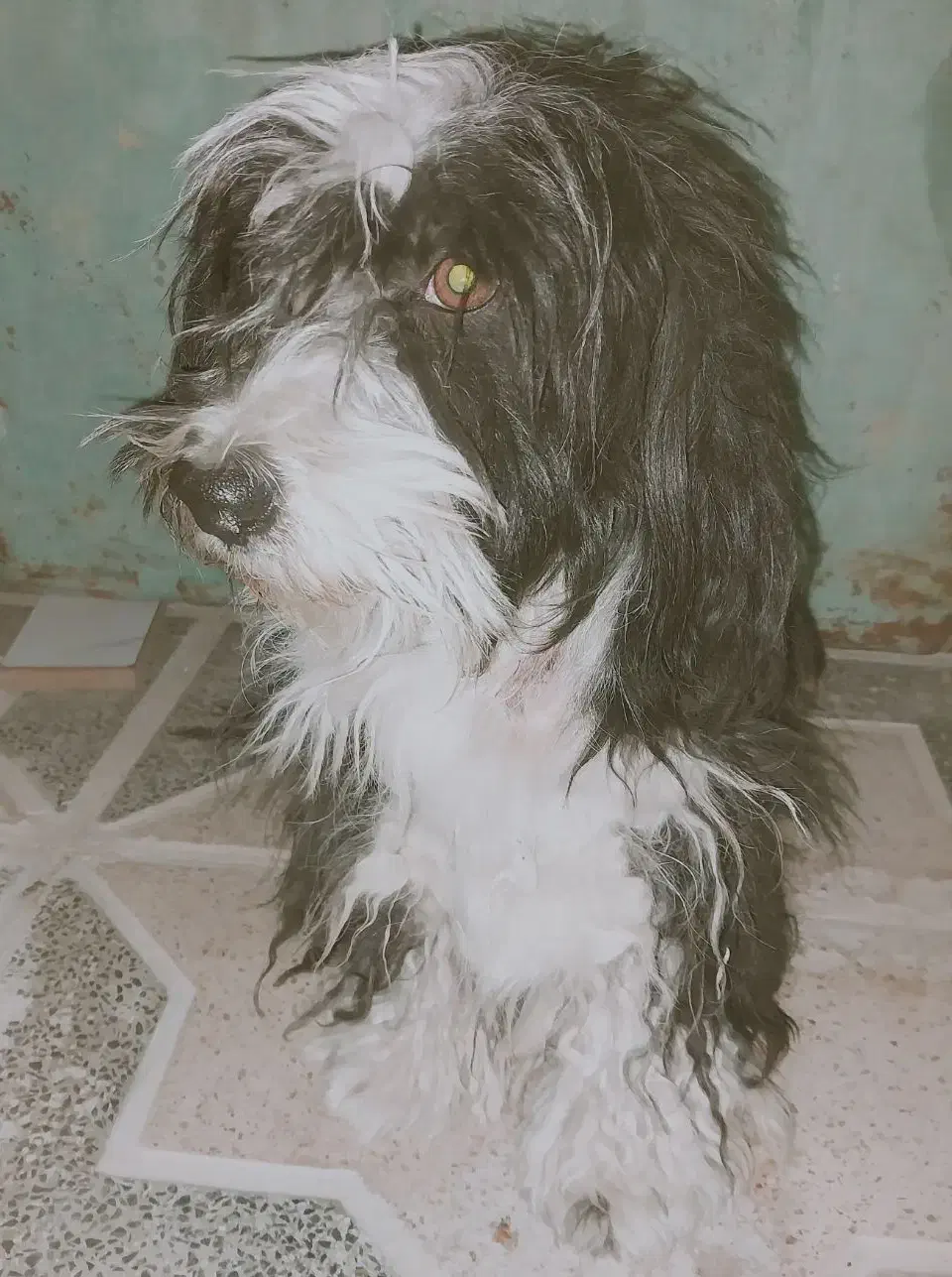 گمشده|حیوانات|اردکان, |دیوار