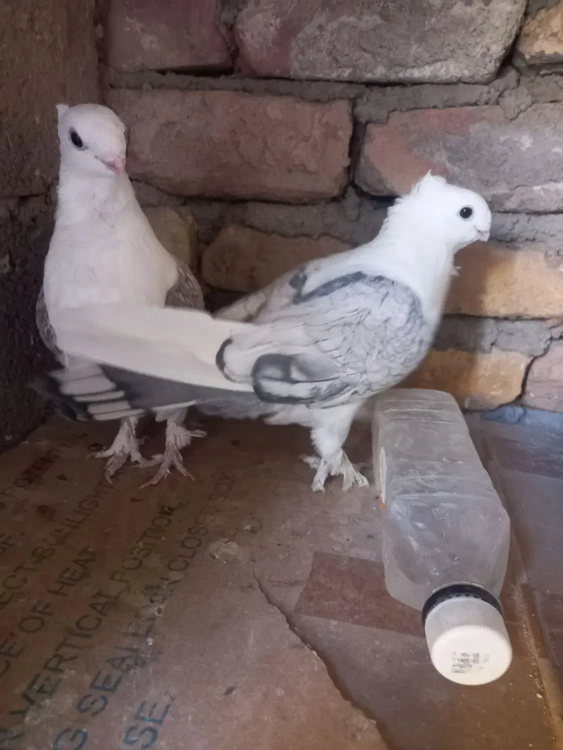 پشت طاوسی و طوقی|پرنده|تفت, |دیوار