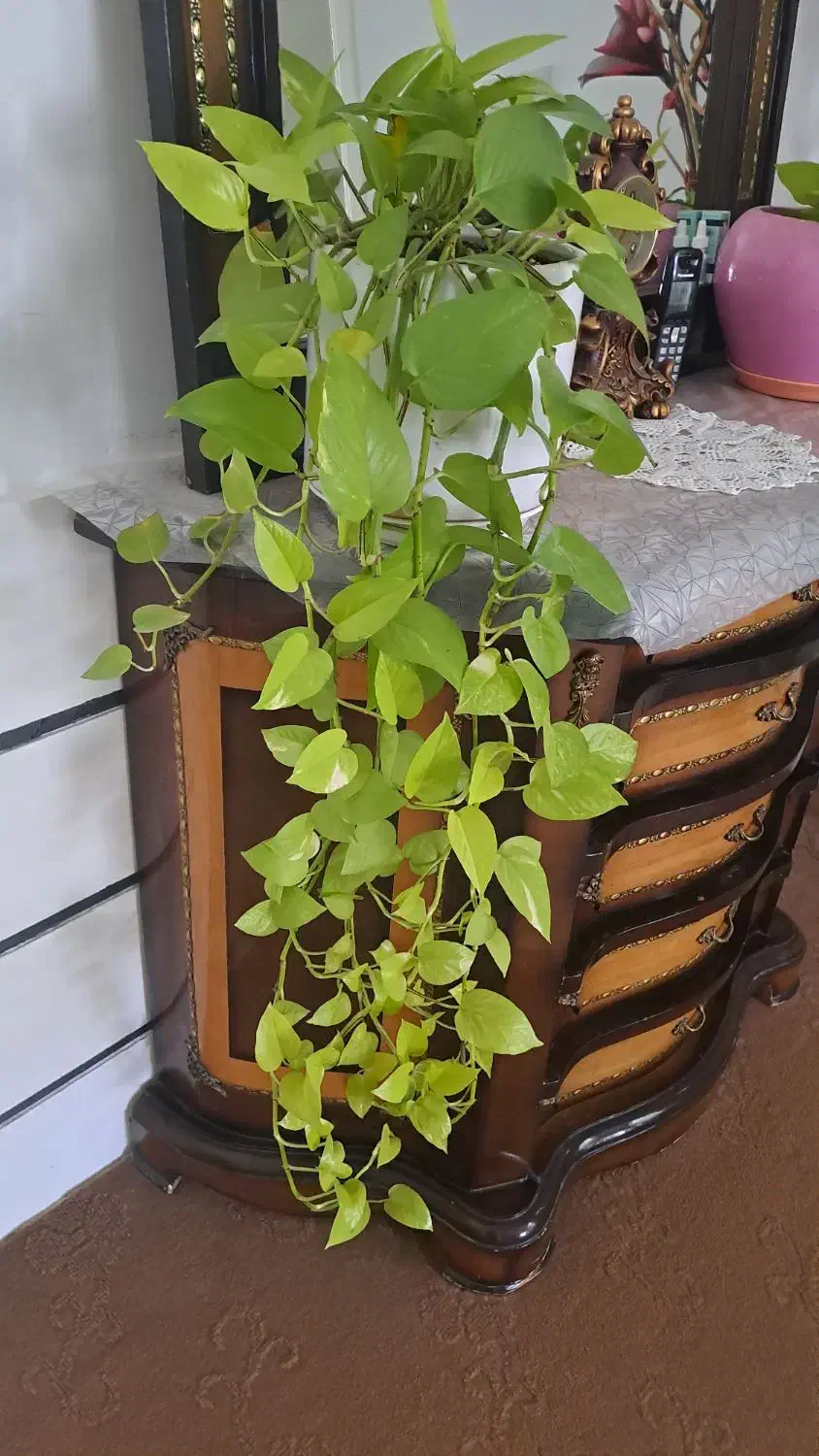 گل طبیعی|گل و گیاه طبیعی|گناباد, |دیوار