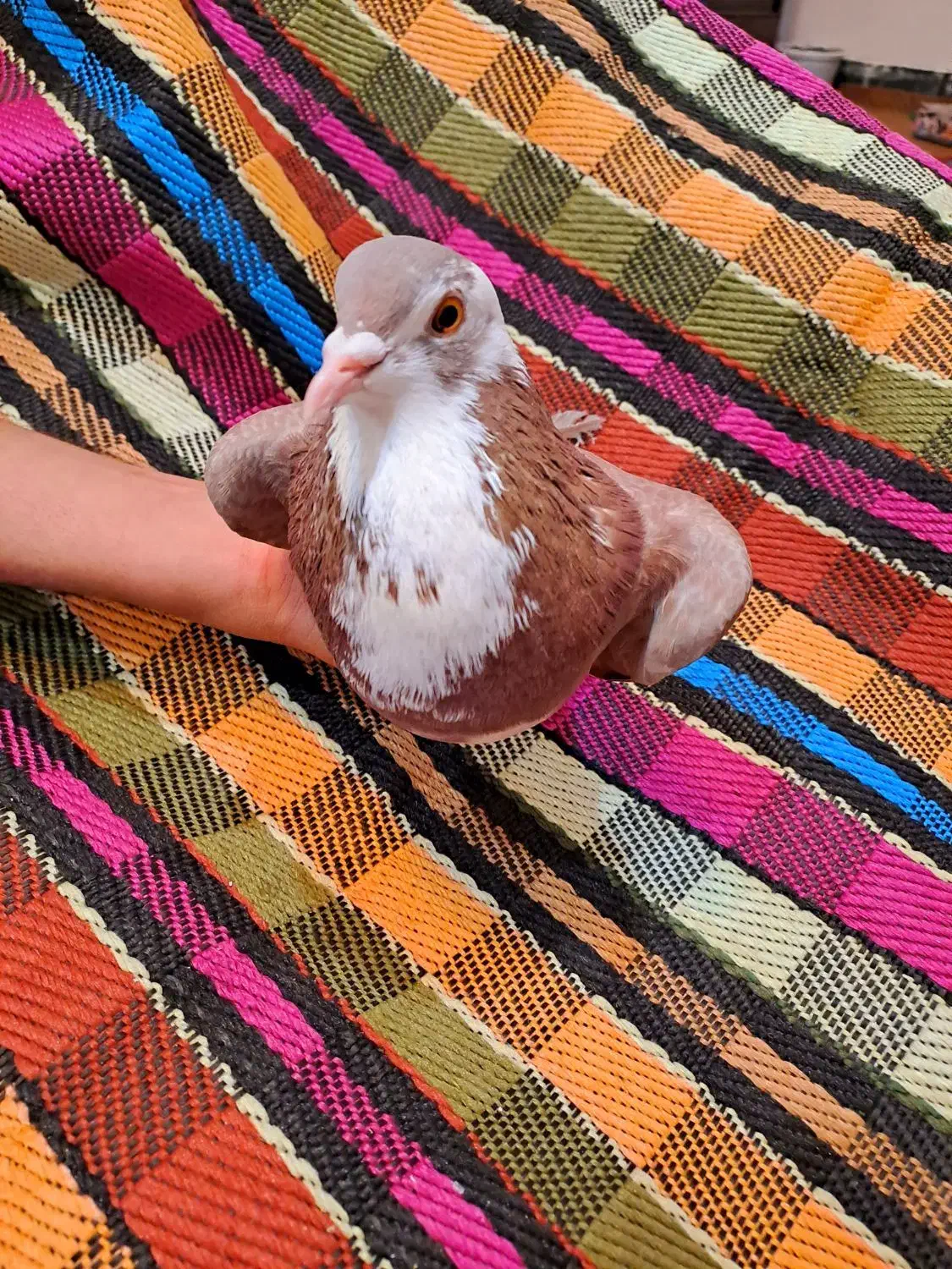 دمگیر خرقه نر پیازی|پرنده|اصفهان, جلفا|دیوار