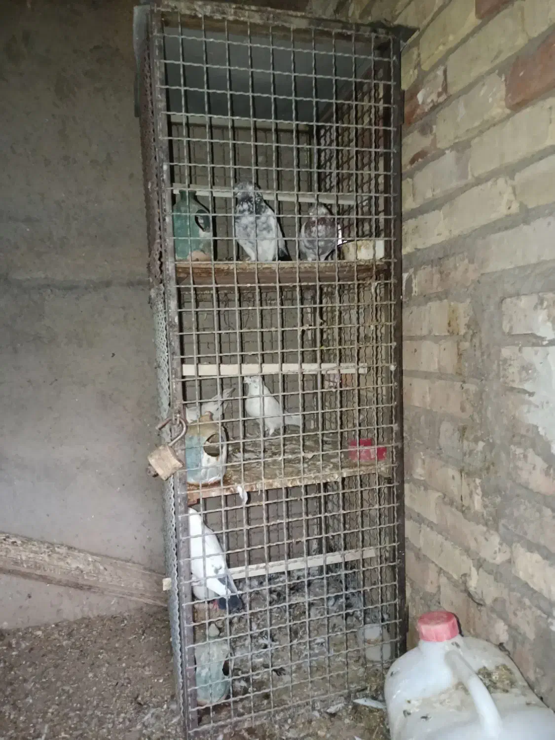 کفتر پروندنی ۲۵۰|پرنده|آران و بیدگل, |دیوار