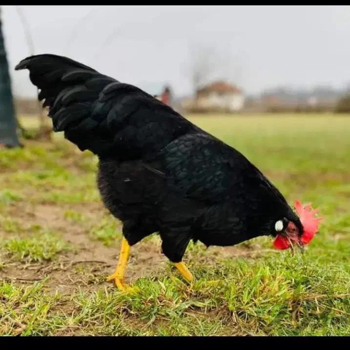 مرغ خروس سیاه سفید مشکی قربانی آنلاین حضوری ارسال|حیوانات مزرعه|تهران, گیشا|دیوار