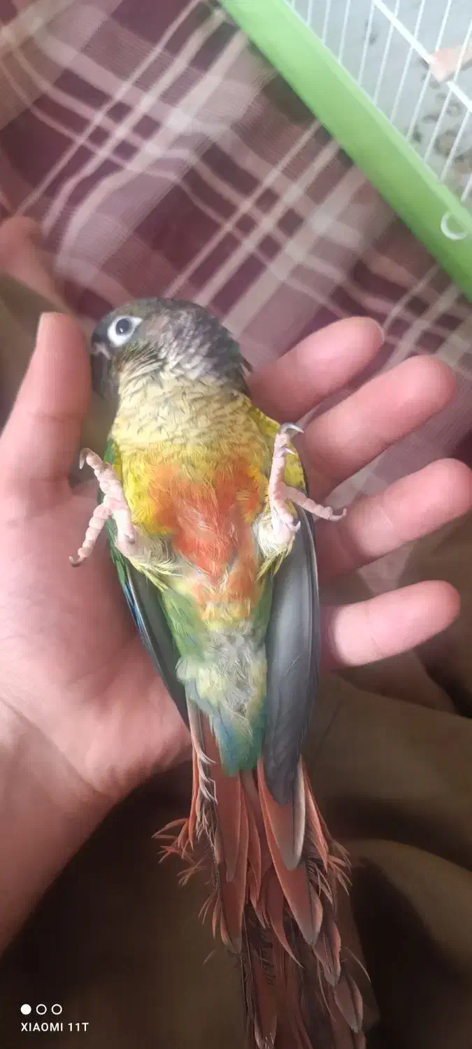 طوطی گرینچیک سه ماه نیم فول اهلی|پرنده|سنندج, |دیوار