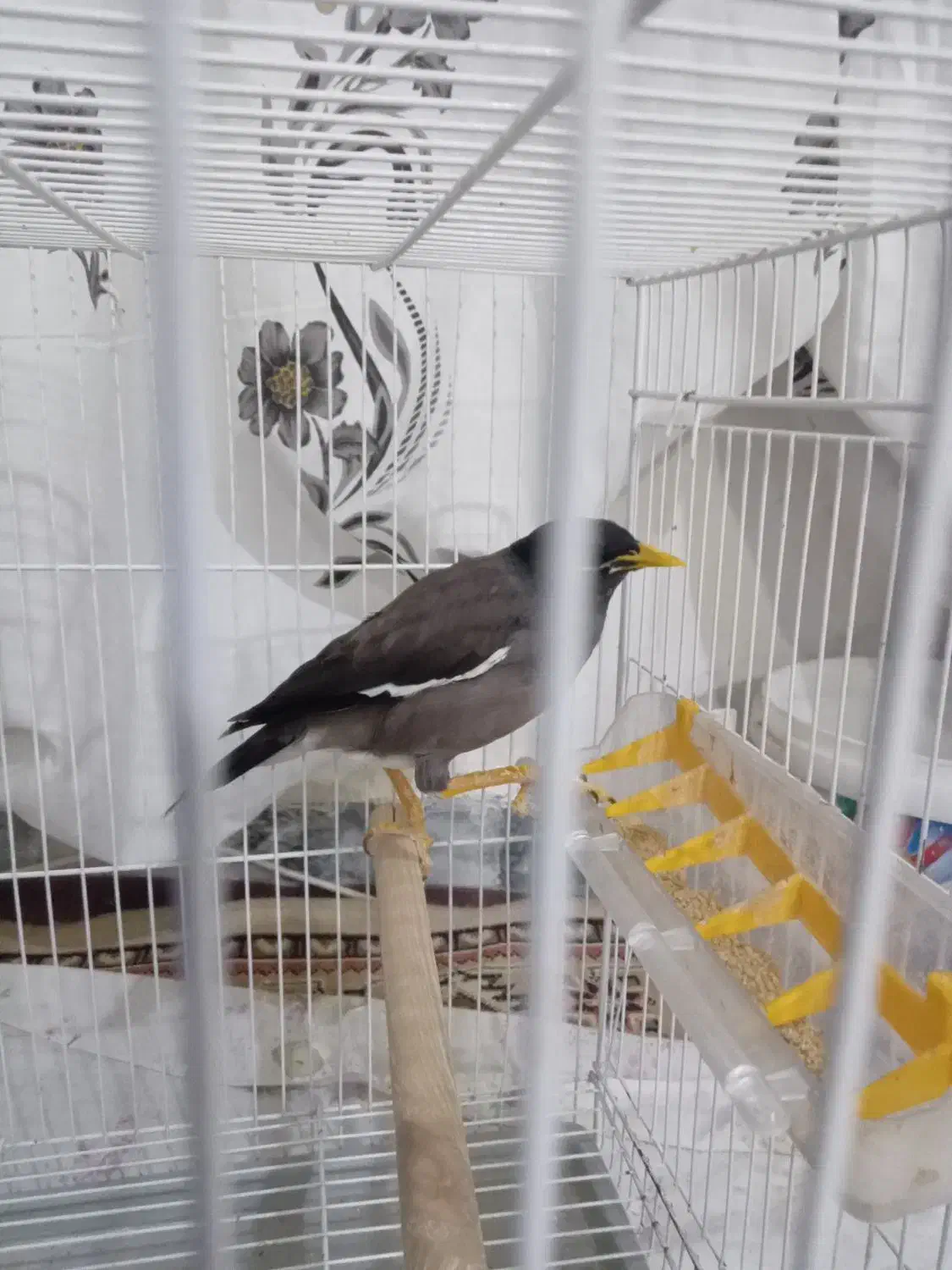 میناسخنگو|پرنده|چناران, |دیوار