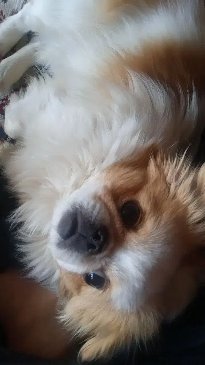 واگذاری سگ پیکینیز|سگ|فارسان, |دیوار