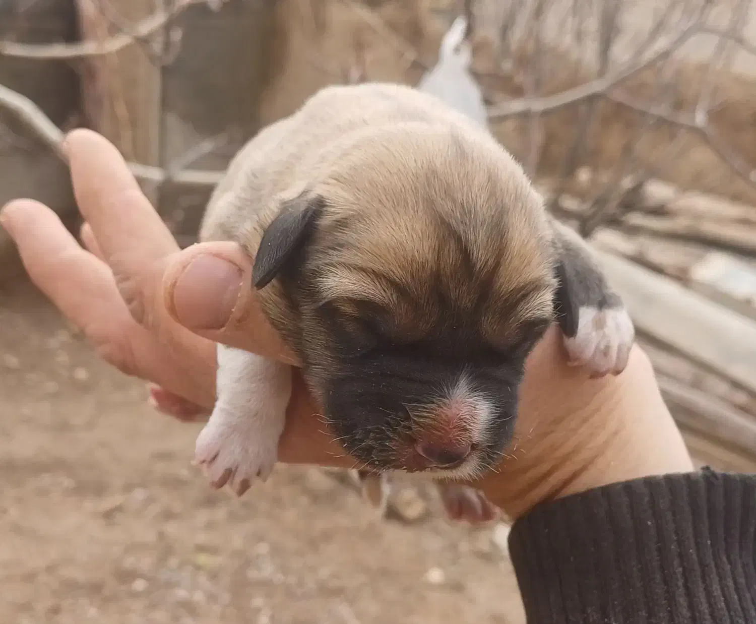 فروش سگ|سگ|بجنورد, |دیوار