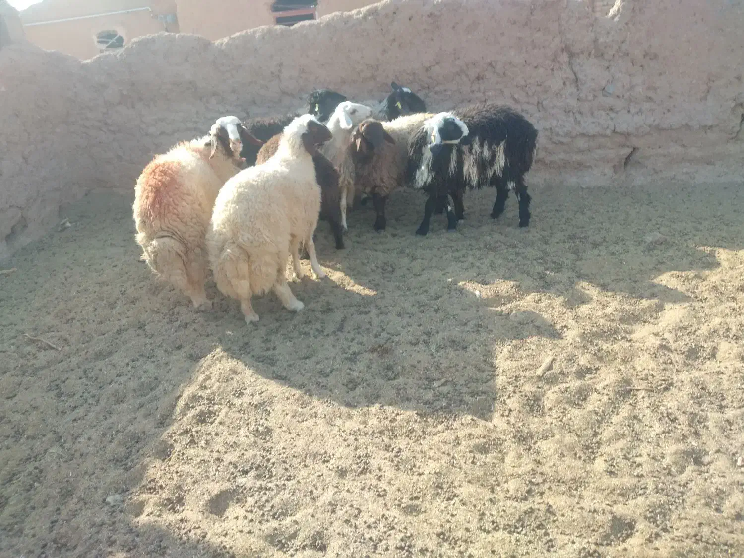 دوراس برقوچی سنجابی|حیوانات مزرعه|بجستان, |دیوار