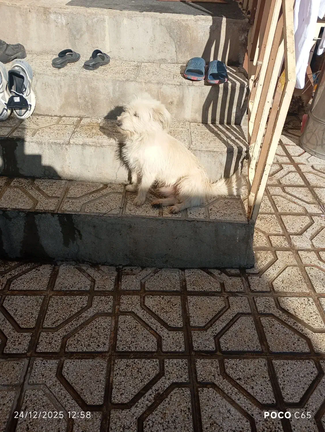 سگ فروشی|سگ|نیشابور, رحمت آباد|دیوار