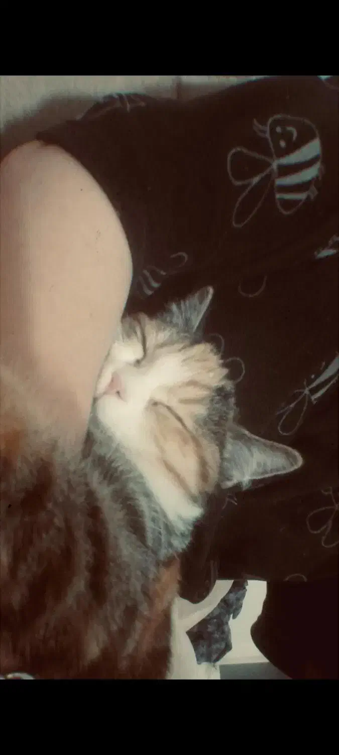 واگذاری گربه ماده|گربه|یزد, |دیوار