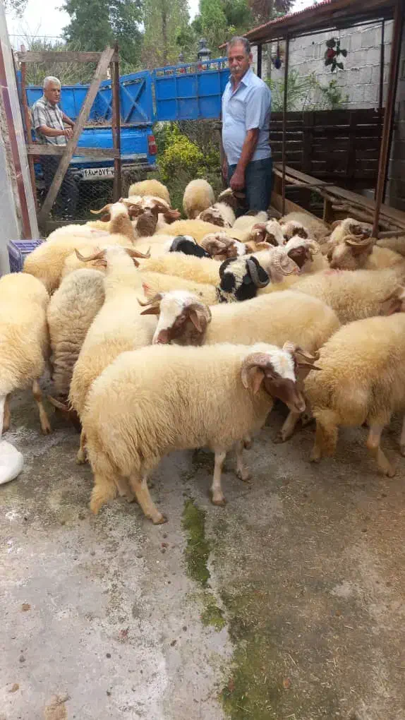 گوسفند چاق نر|حیوانات مزرعه|نوشهر, |دیوار