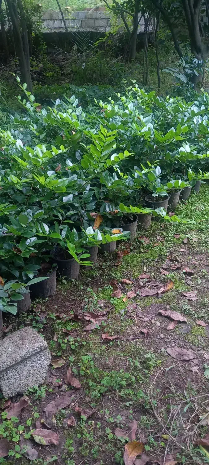 یاس هلندی سطل ۳نیم|خدمات باغبانی و درختکاری|رودسر, |دیوار