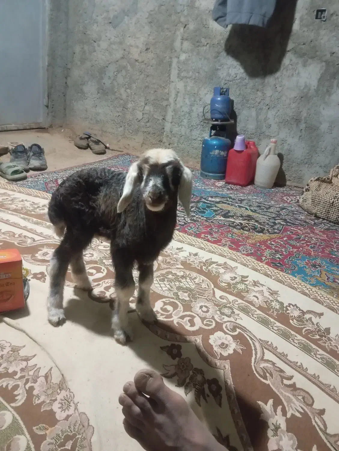 بره شیری|حیوانات مزرعه|فریدونشهر, |دیوار