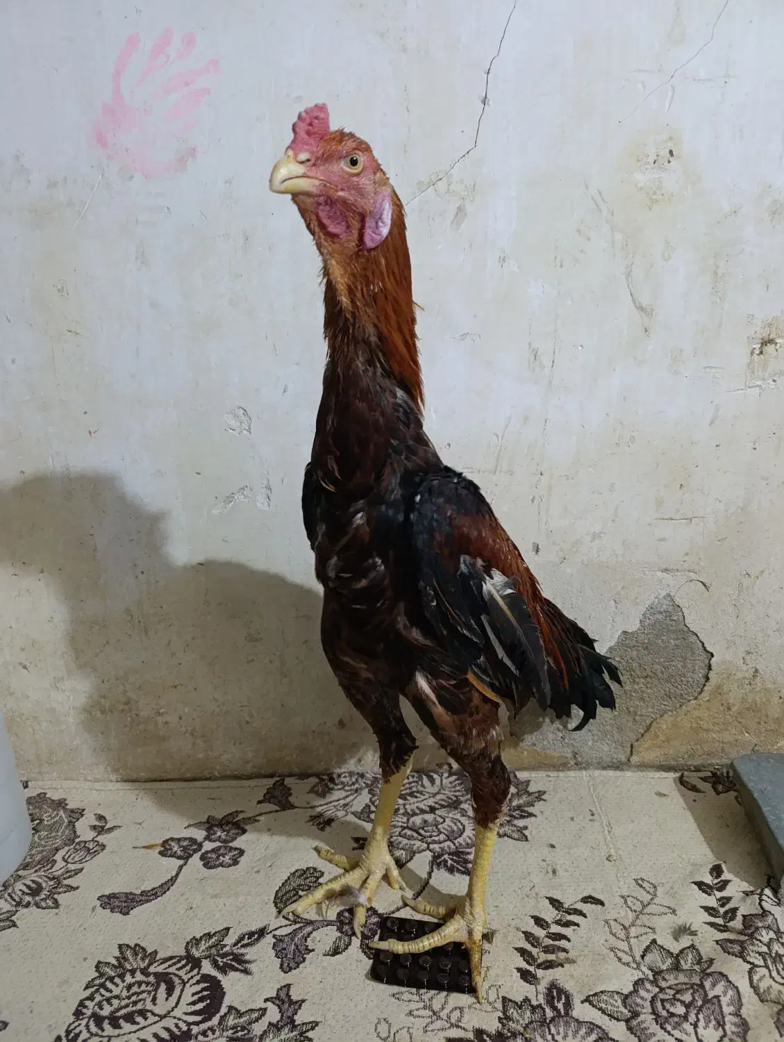 ۲ تا جوجه خروس لاری ۶ماه  آس|حیوانات مزرعه|خزل, |دیوار