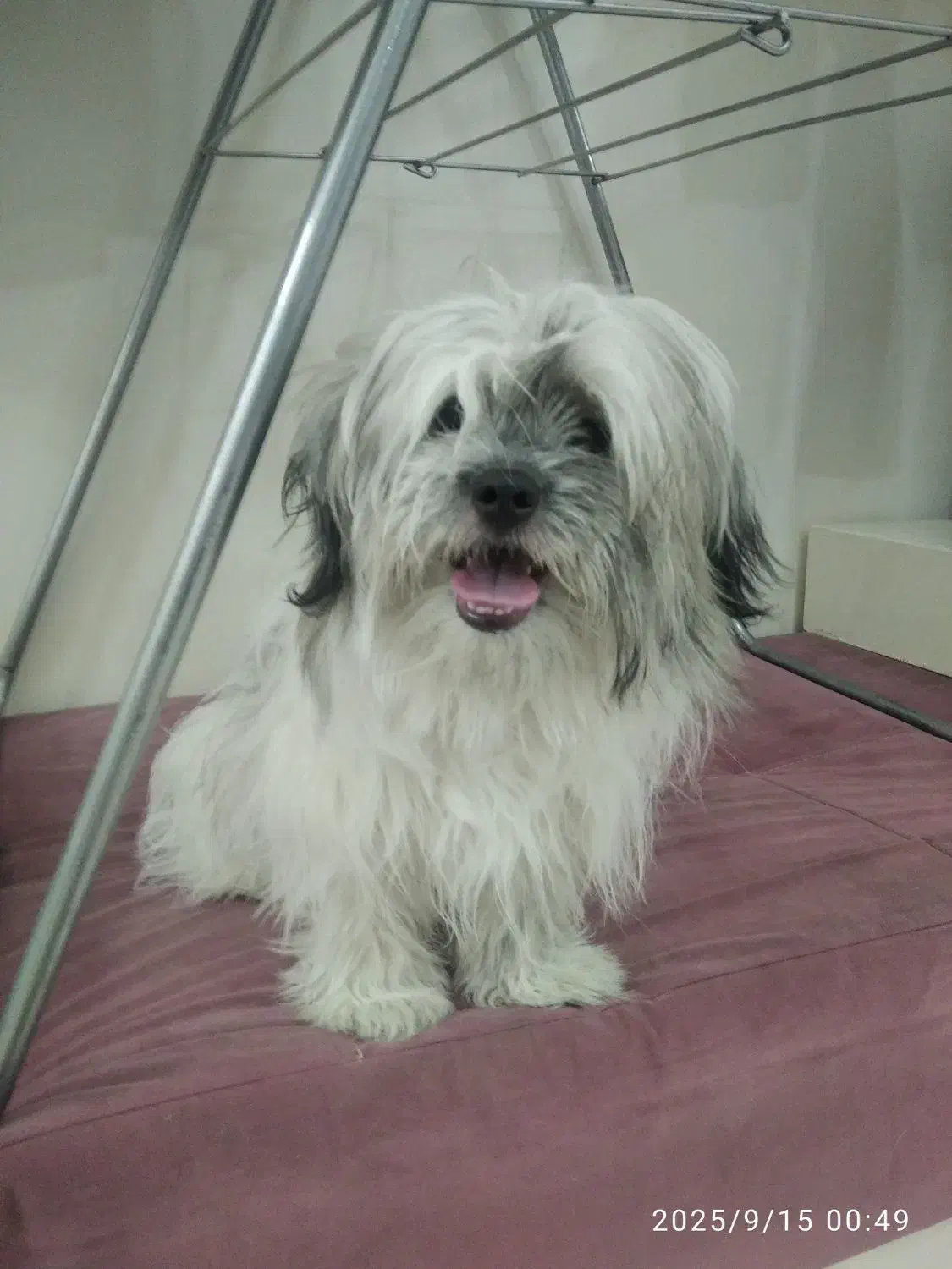 سگ شیترزو تریر|سگ|تهران, آهنگران (سراسیاب دولاب)|دیوار