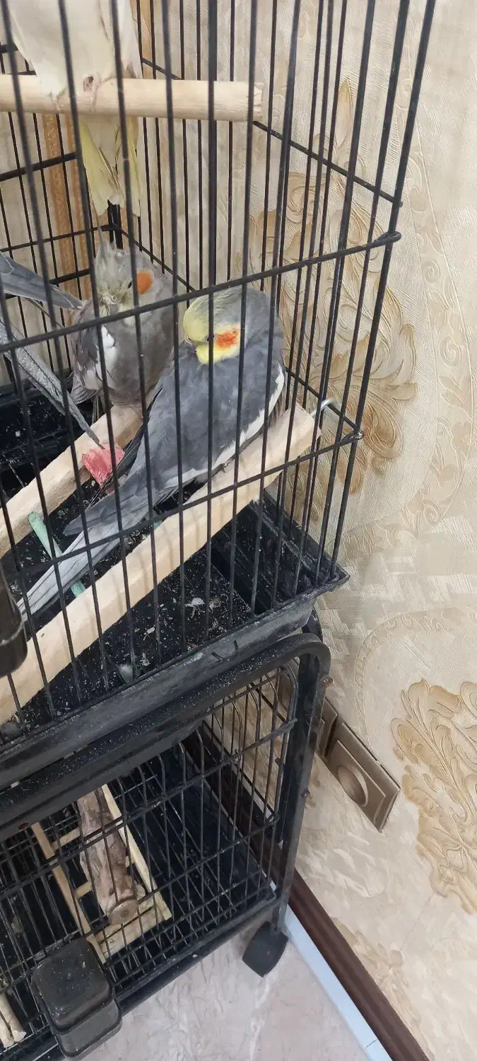 عروس هلندی سینامون|پرنده|تهران, مهرآباد|دیوار