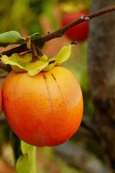 تولید نهال خرمالو انبه ای|خدمات باغبانی و درختکاری|اصلاندوز, |دیوار