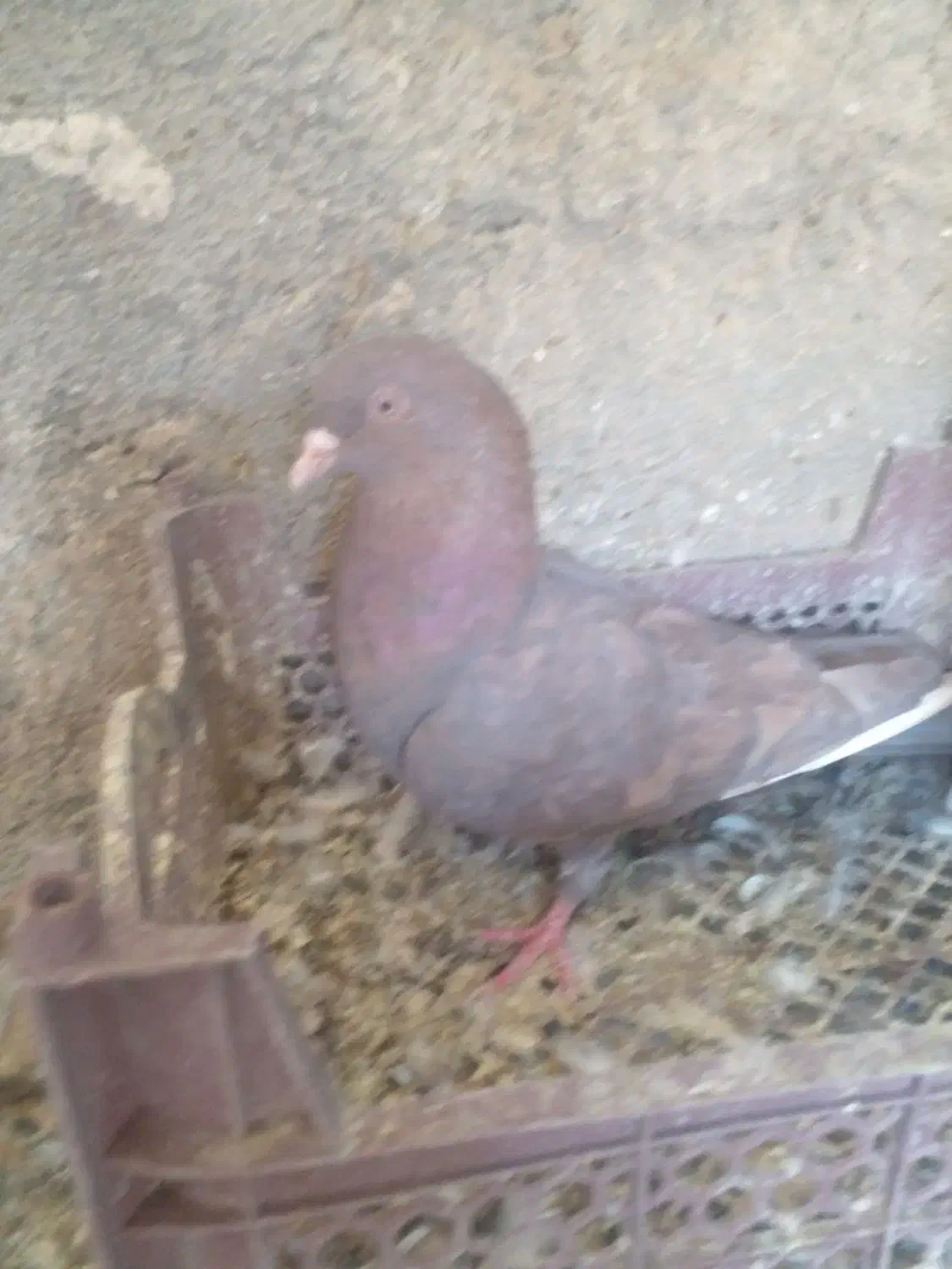 اسباب بازی|اسباب‌بازی بچه|زابل, |دیوار