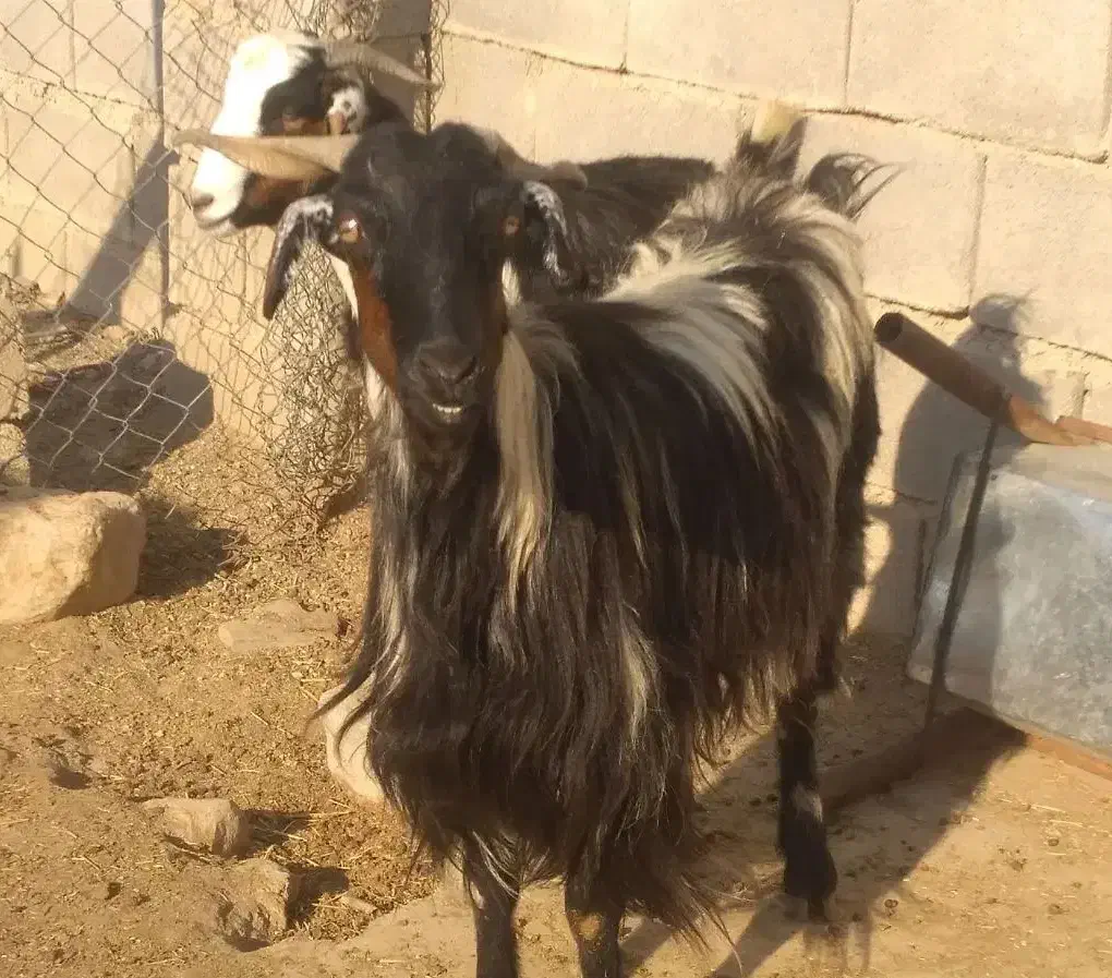 بز جفت ۱۹ تیشتر ۱۵|حیوانات مزرعه|مسجد سلیمان, |دیوار