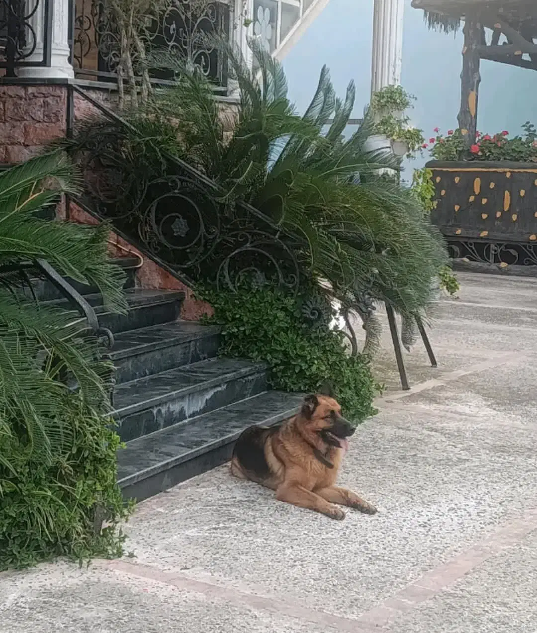 سگ ژرمن گمشده|حیوانات|دالخانی, |دیوار