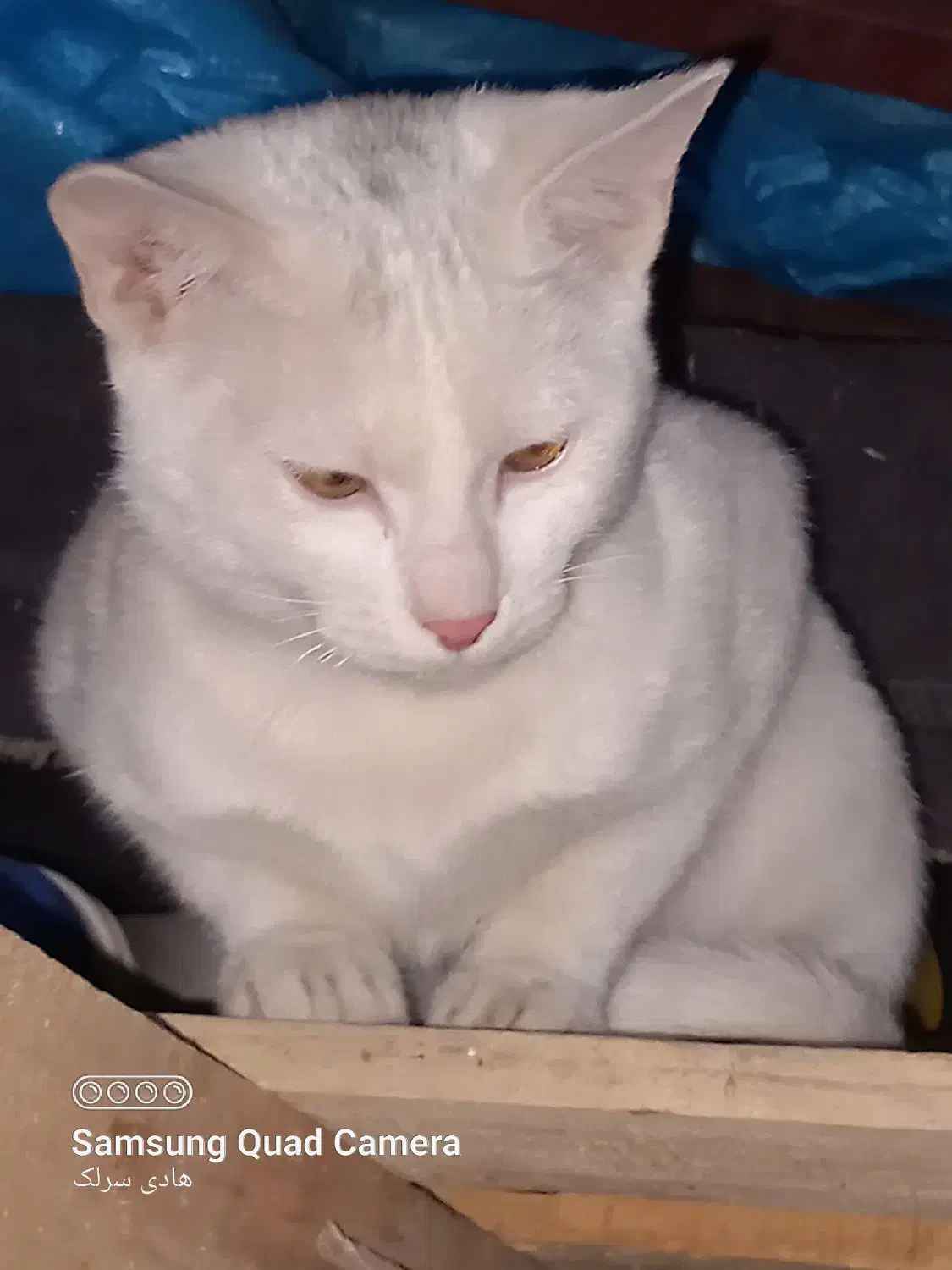گربه اهلی کاملا سفید|گربه|الیگودرز, |دیوار