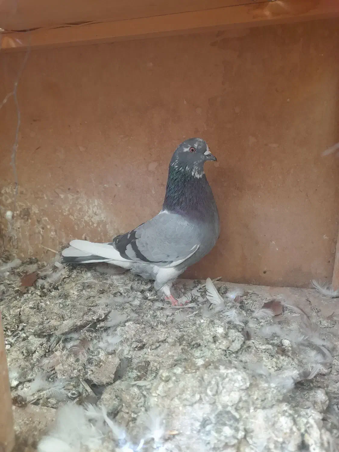 کفتر پرشی|پرنده|رباط‌کریم, رباط‌کریم|دیوار