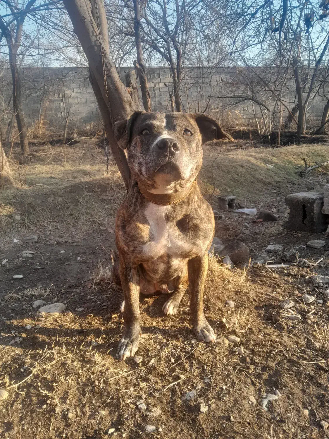 پیتبول|سگ|کرج, فاز ۲ مهرشهر|دیوار