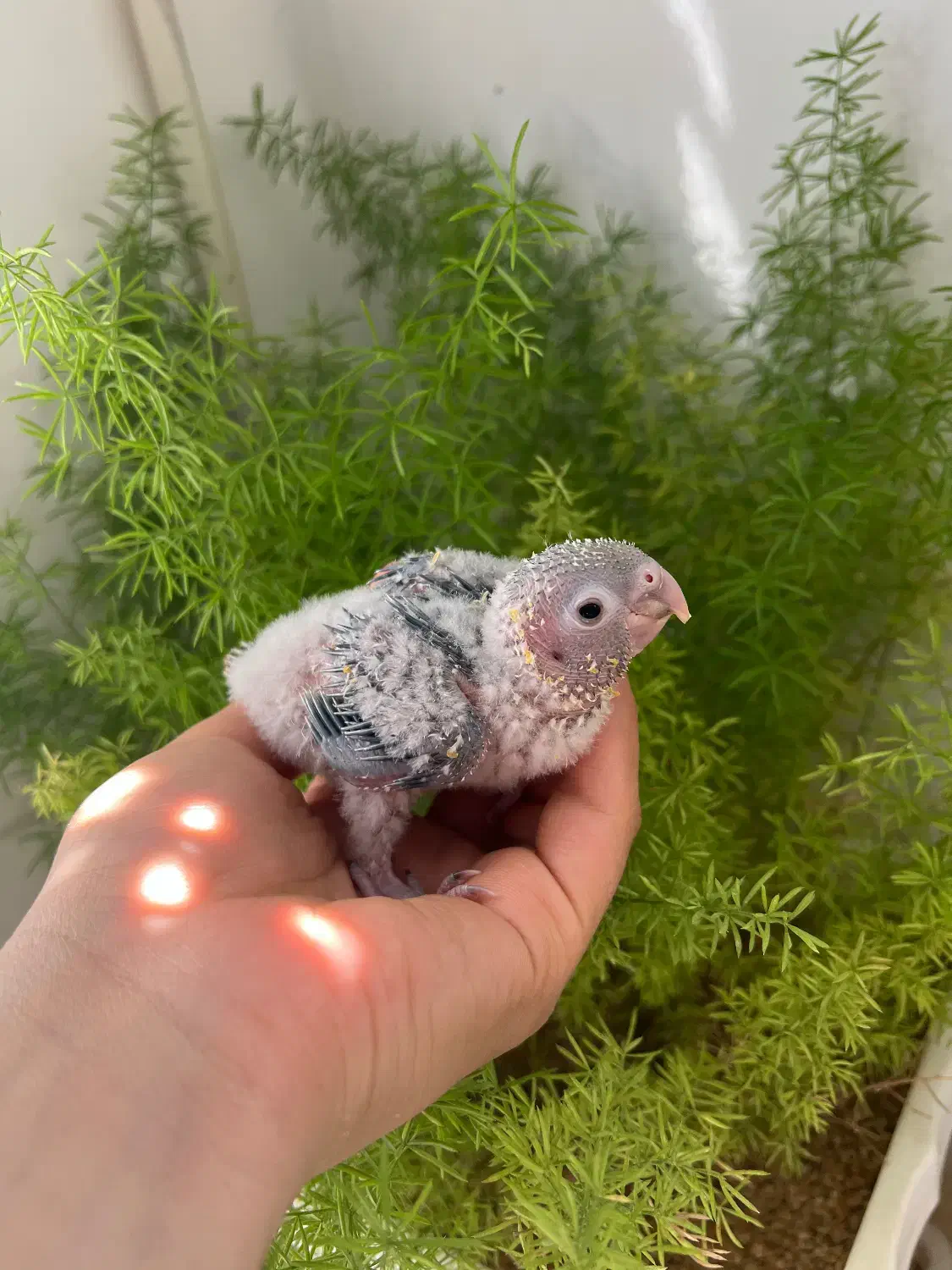 فروش جوجه سرلاکی گیرینچیک|پرنده|شیراز, کیان آباد|دیوار