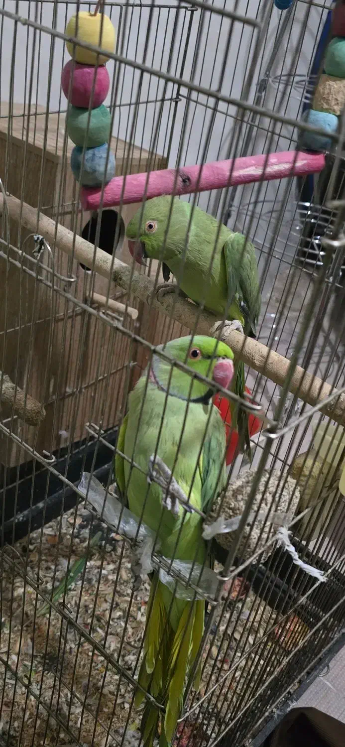 ملنگو|پرنده|تهران, یوسفآباد|دیوار