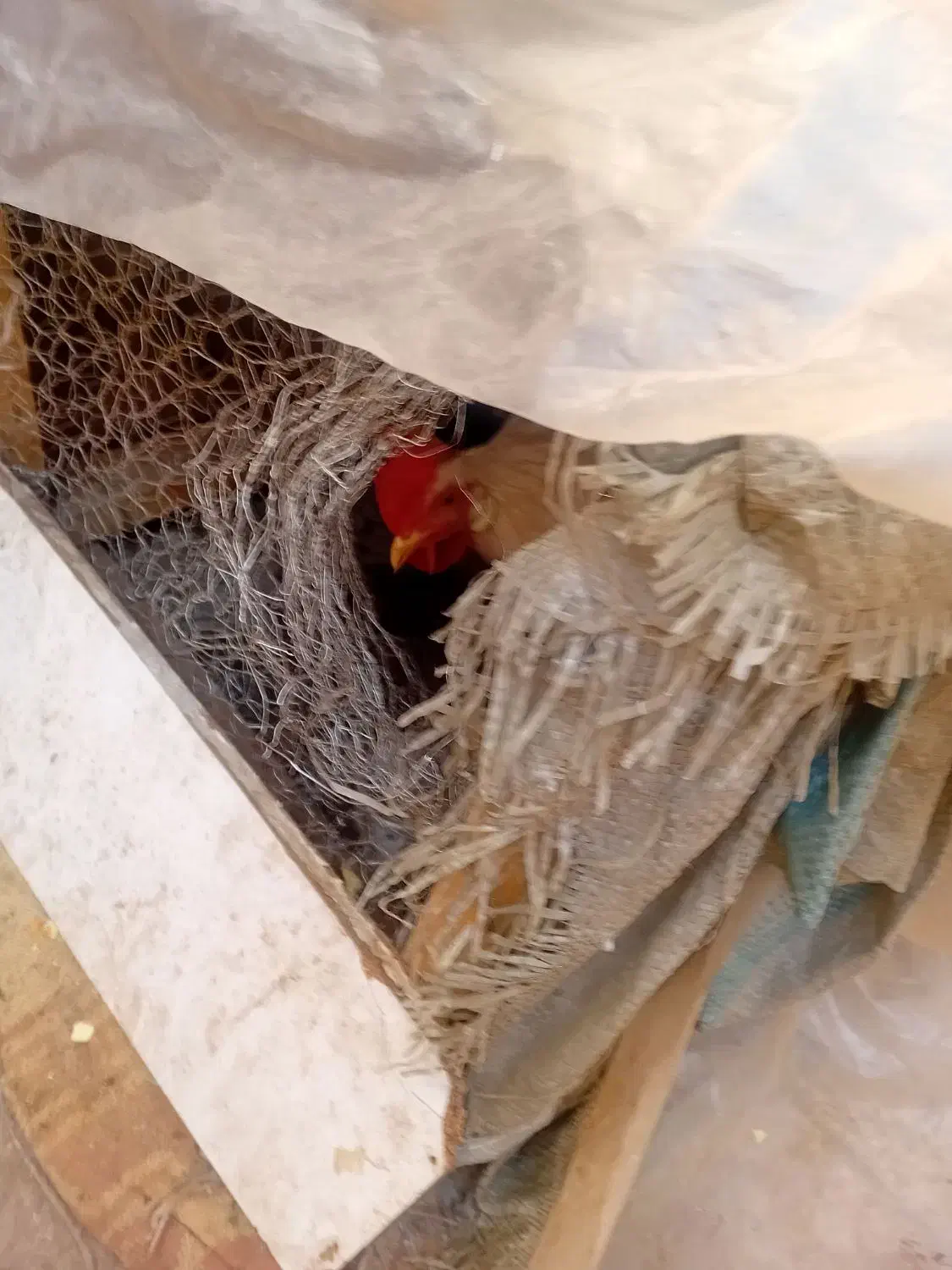 مرغ وخروس|حیوانات مزرعه|اصفهان, پوریای ولی|دیوار