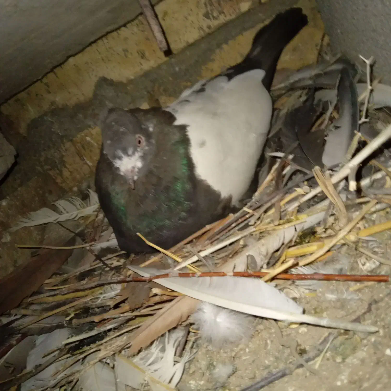 این 4عددکفتر گمشده ب یابنده مژدگانی خوب داده میشود|پرنده|بیجار, |دیوار