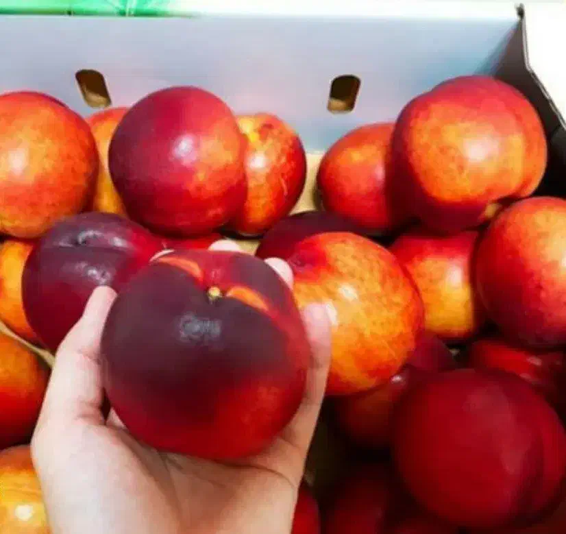 پیش فروش نهال شلیل مغان|خدمات باغبانی و درختکاری|سیوان, |دیوار