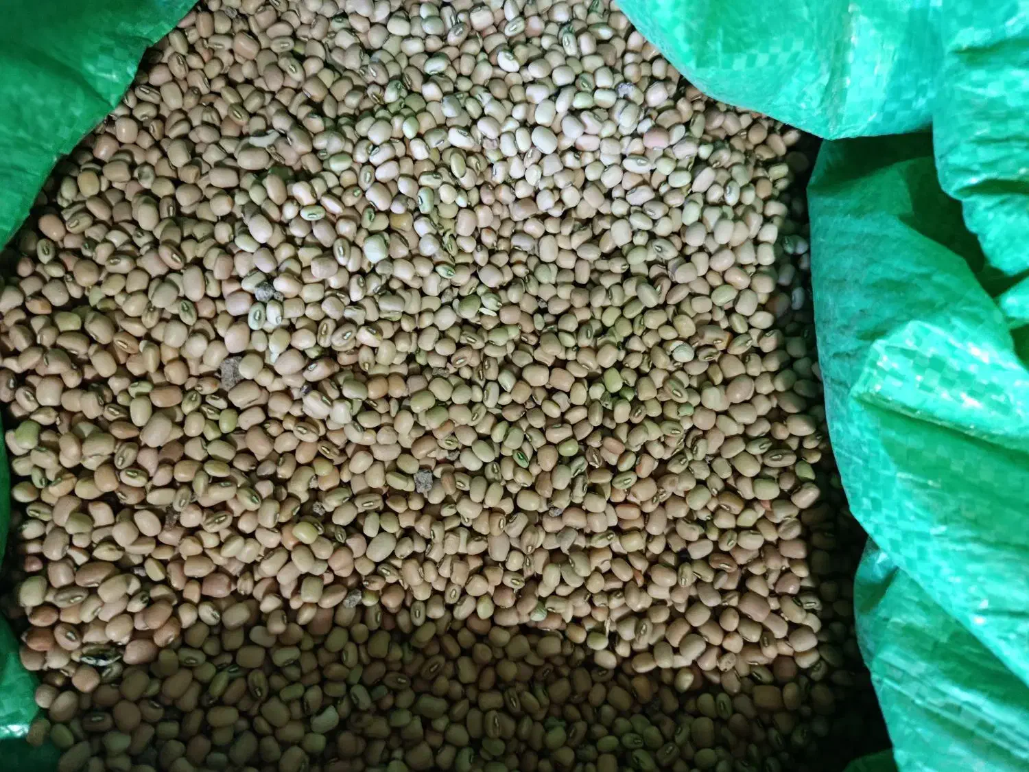 لوبیا|عمدهفروشی|بدره, |دیوار