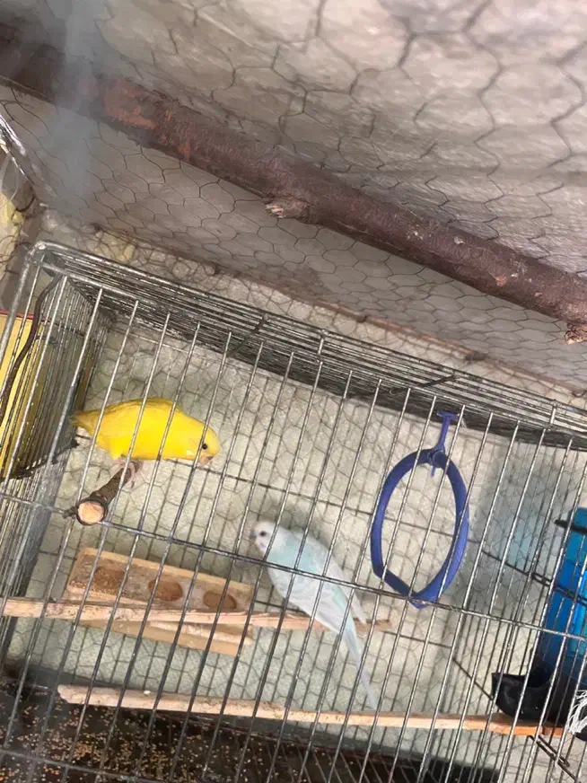 مرغ عشق|پرنده|عنبرآباد, |دیوار