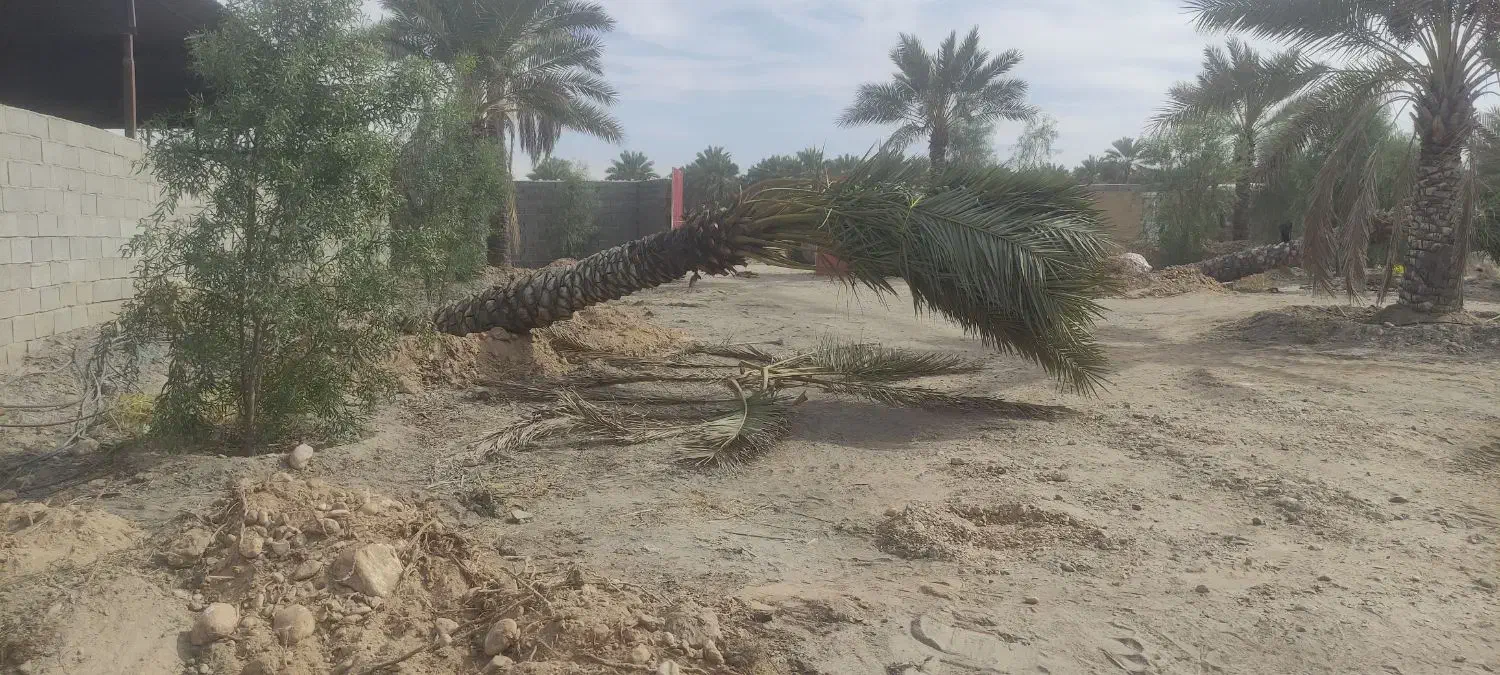 انواع نخل های تنه 4تا6متر|خدمات باغبانی و درختکاری|قائم‌شهر, |دیوار