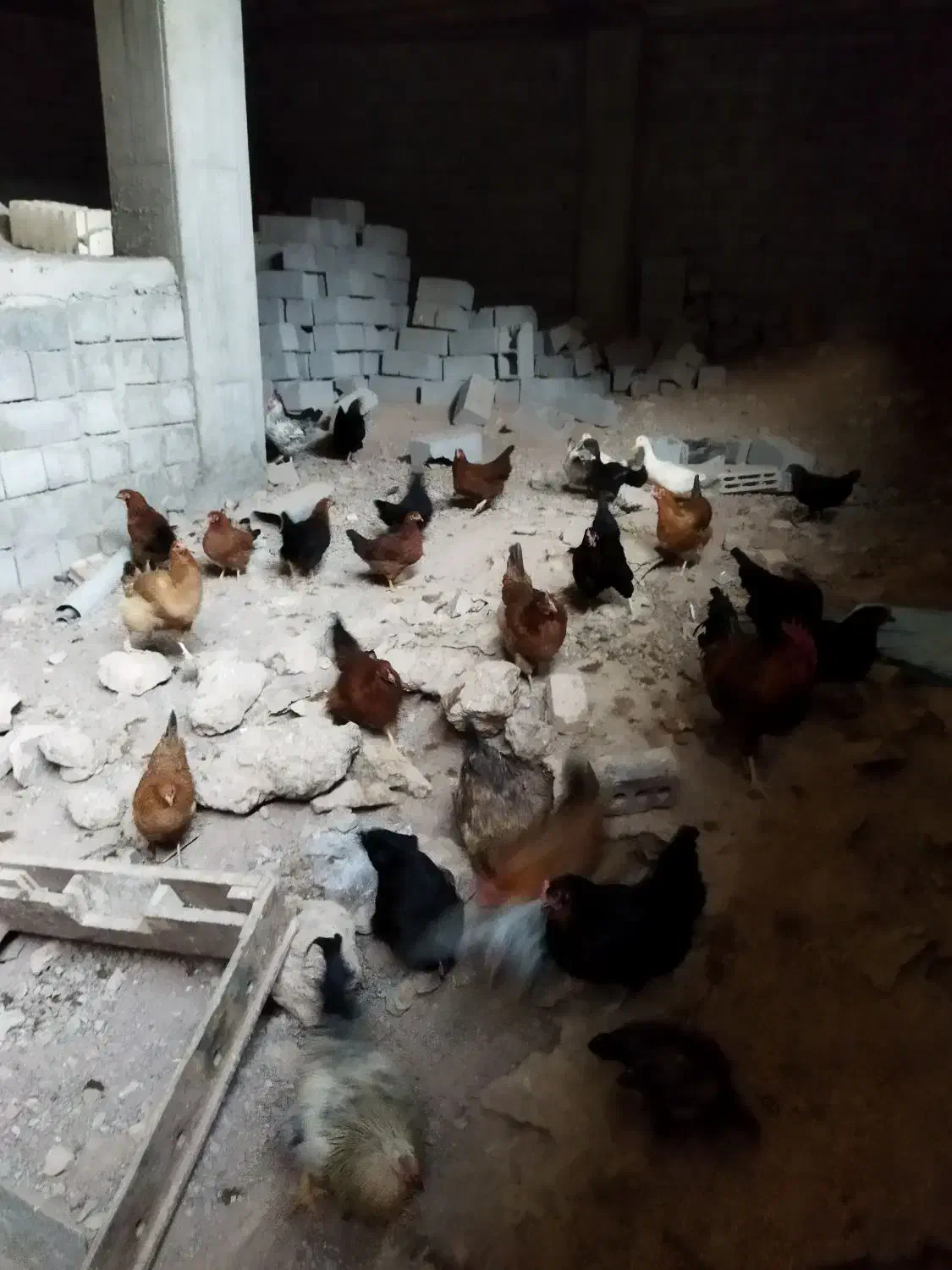 مرغ خروس|حیوانات مزرعه|صوفیان, |دیوار