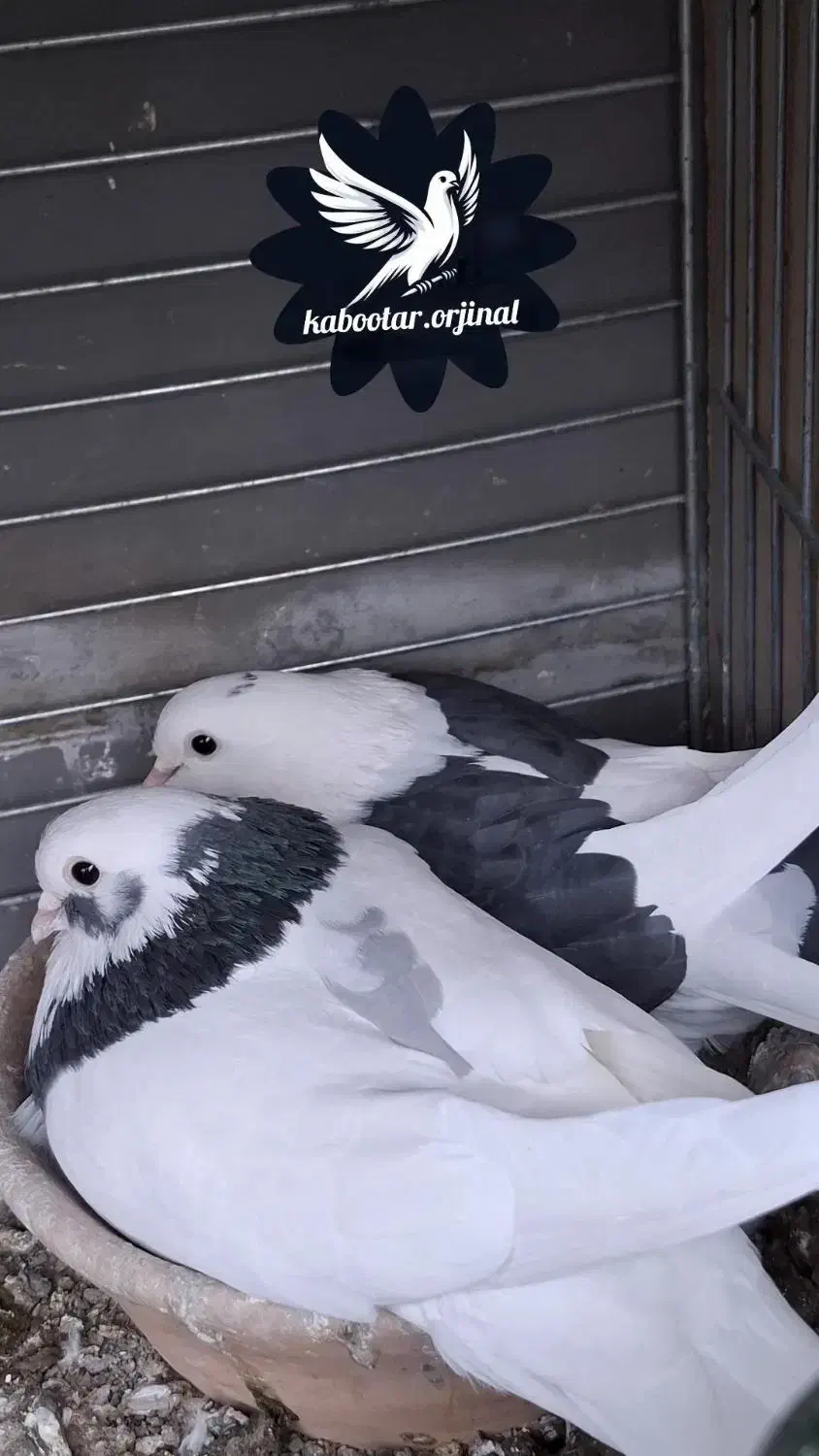 کبوتر اصیل کاشان|پرنده|چهاردانگه (تهران), |دیوار